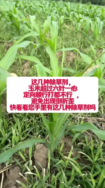 ��Щ���ݼ������׺��ڼ��������ʩ�� #ũҵݪֲ #ũ��֪ʶ���� #�߲��������� #�׽���³��ũ�˵���ֱ������