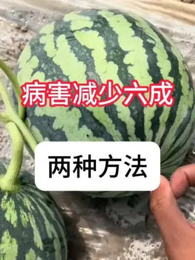 2��Ҫ������̭����6�ɲ��� #����ݪֲ #���溦���� #��ũ #ݪֲС���� #������ũ