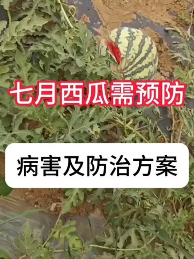 ���ϲ������μ���ҩҪ�� #���� #���溦���� #ũҵݪֲ #ũҵ�����ƹ� #������ũ