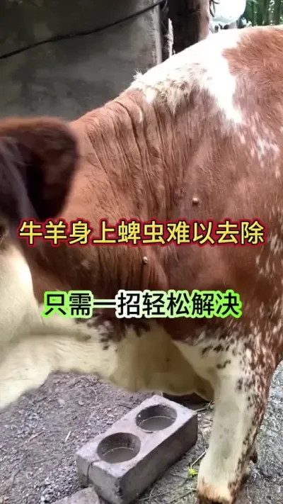 牛羊身上蜱虫难以解决，只需要一招轻松搞定#养牛 #养牛人 #农村养牛 #牛羊养殖 #三农