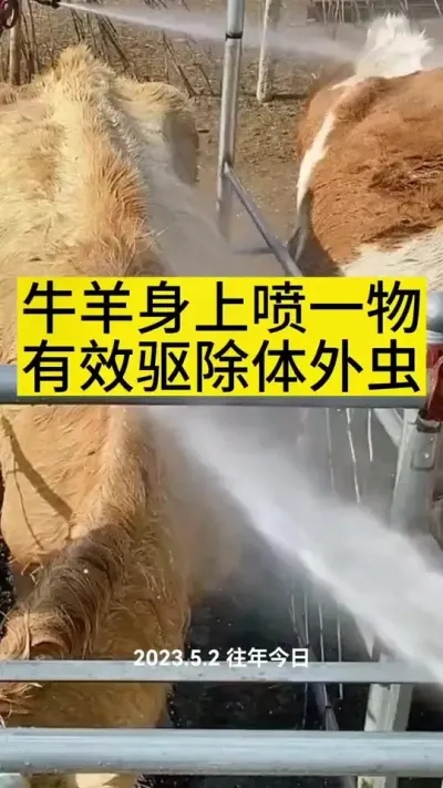 牛羊身上喷一物，驱除牛羊体外虱子跳蚤螨虫蜱虫#养牛 #养牛人 #养牛技术 #农村养牛 #三农