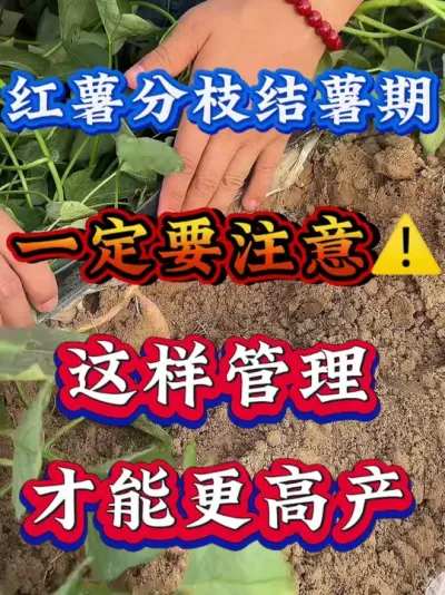 ������֦��������һ��Ҫע��#����ݪֲ  #�����߲�ݪֲ  #�����߲�  #����ݪֲ֪ʶ