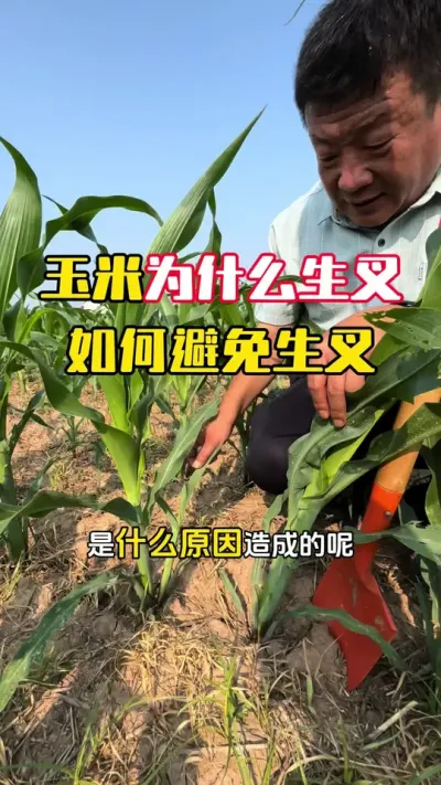 ����Ϊʲô��������������ֹ����������߲���#����ݪֲ #���׹��� #���׸߲�ݪֲ���� #����׷�� #ë��������߲�����