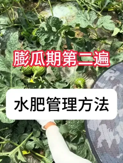 ���������ʲô�������������ˮ�ʹ��� #���� #ݪֲС���� #��ũ #�������� #������ũ