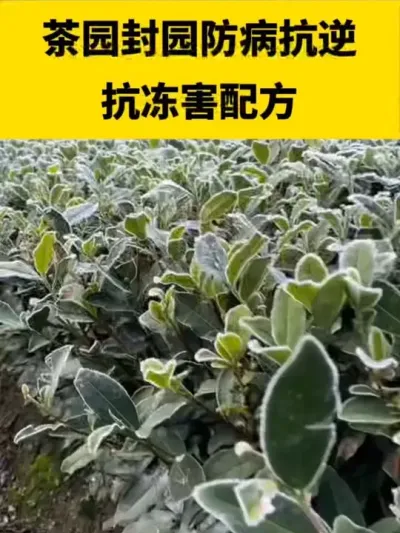 ��԰��԰�������濹�����䷽#����