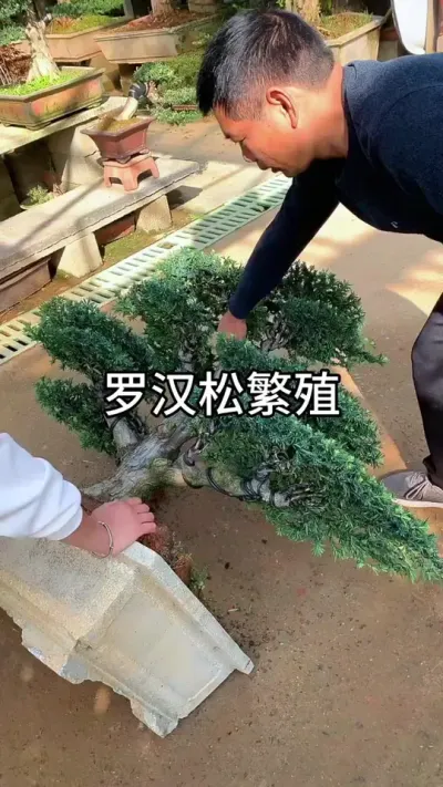 用这个方法罗汉松不用买#花卉绿植 #养花