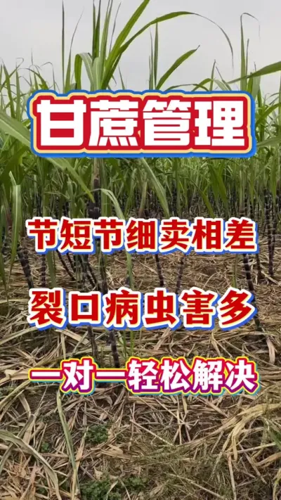 �ڶ̽�ϸ�����ѿڲ��溦����һ��һ���ɽ��#����ݪֲ #���� #����ʩ��