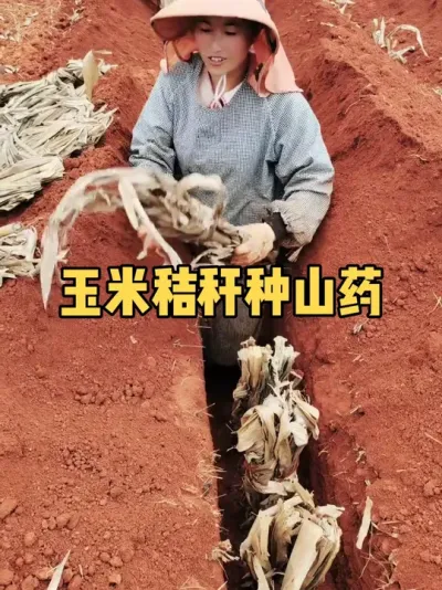 ���������׽ո������ݪֲɽҩ����Ҫ���� #ɽҩ #ũҵݪֲ���� #�Լ�ݪֲ #���㿴��ũ