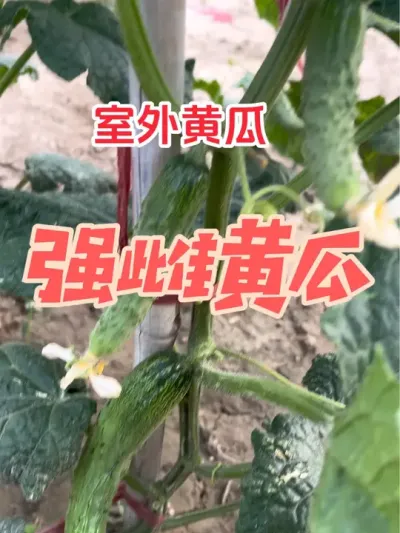 �ƹ�Ҫ�������һ��Ҫѡ������ǿ�ŵ������ֲŻ�һ��ҶƬһ����������ǿ�ƵĻƹϲ�������ǵ�#ũҵݪֲ #��ũ #������ũ�� #ԭ����Ƶ #����ũ��Ʒ