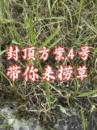 Ч����Ϯ����Ҫգ��#ˮ�����ݼ� #�����������Ļ���