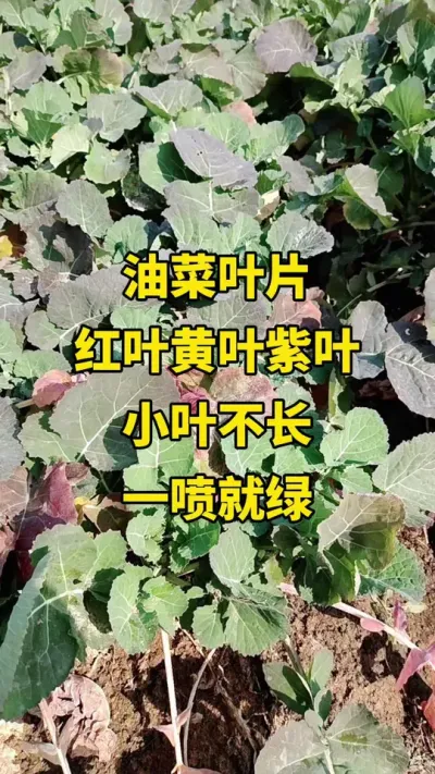 #�Ͳ˺�Ҷ��Ҷ��Ҷ#�Ͳ˺�Ҷ��Ҷ��Ҷһ���� #�Ͳ�ݪֲ #�Ͳ˹��� #�Ͳ�ݪֲ����