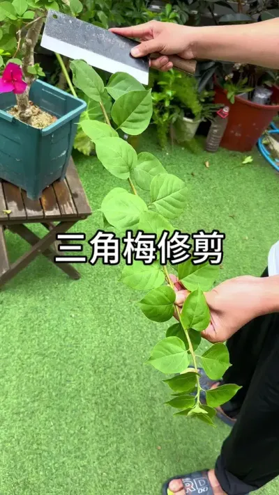 三角梅修剪口诀#养花小知识