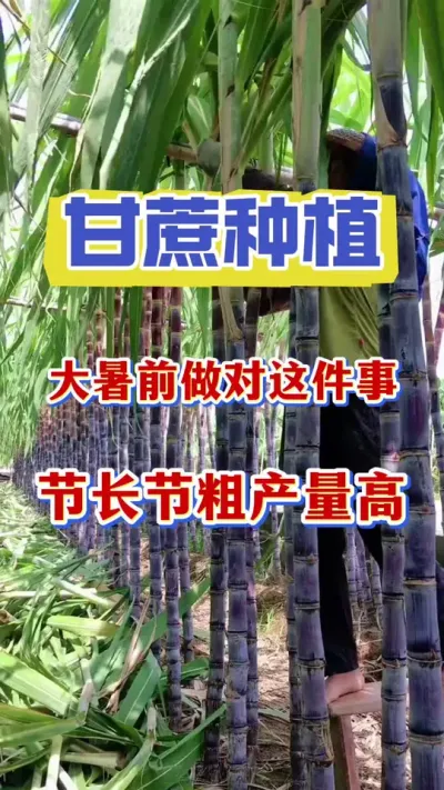 ����ǰ��������һ����������ڳ��ڴֲ�����Ʒ�ʸ�#����ݪֲ #������������ #����ν�