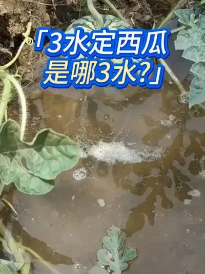 种西瓜，这3遍水千万别浇错！ #种西瓜 #西瓜种植 #西瓜种植技术 #西瓜高产 #西瓜种植管理
