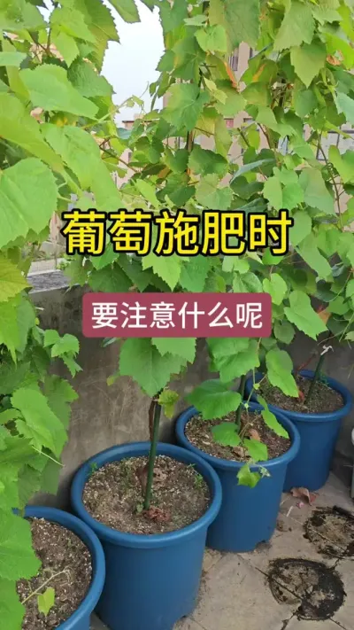 ���ѵ�ݪֲҪ������������ôʩ������������Ҫ��#����ݪֲ #�������� #�������� #���ѽ�ˮ #������