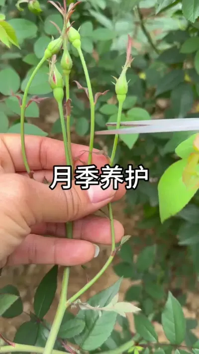 月季花的养护问题 #养花小知识 #花卉绿植