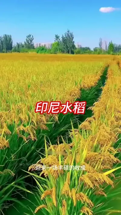 ӡ�����Ϊɶ�Բ���������һ�����أ����ǵ��ֵ�Ҫ�����������Ļ� #ˮ��ݪֲ #��ũݪֲ #���㿴��ũ #ũҵ