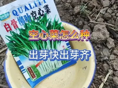 种空心菜要了解一下它的习性，明白后就知道不容易出芽的原因 #三农 #种菜 #春种 #播种季节 #空心菜种植 
