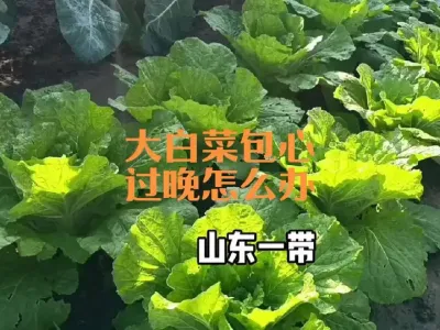 ��ȷ�˰��Ĺ�����ô��#��ȷ��