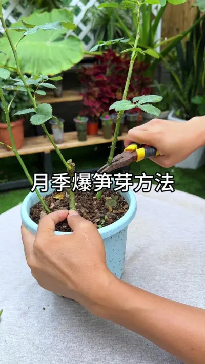 月季不长笋芽怎么办？ #花卉绿植