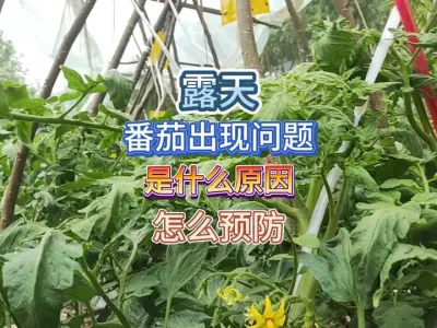 露天种植番茄出现各种问题是什么原因造成的，其实都是可以避免的 #三农 #蔬菜种植 #番茄种植 #番茄病害 #种植小技巧 