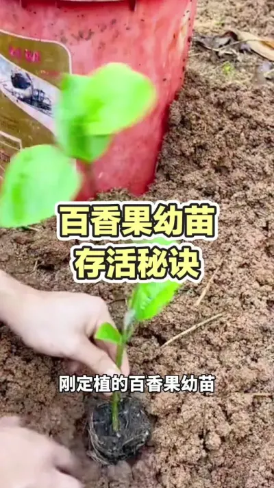 ���������������#�����ݪֲ #�����ݪֲ���� #�ƽ�����ݪֲ���� #�ƽ����� #��ΰ��