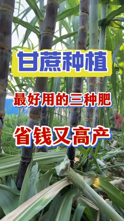 ������ϲ�������ַ��������㻹��֪����ʧ�ʹ���#����ݪֲ #����#�������