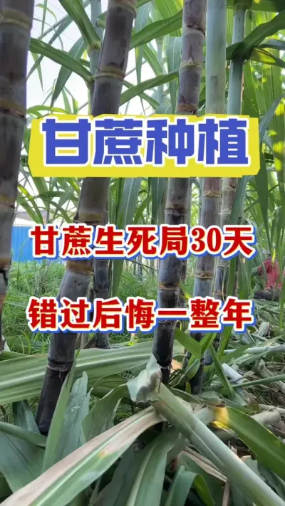 �������ѵ�������ν��������ʵ���������ʮ���Ǹ���ν�����������ʮ����׽ס����ʮ����������緭��#����ݪֲ#�����������