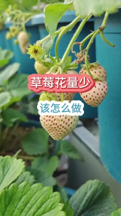 �ֲ�ݮ��ô��������ô������ݮ�Ļ�ѿ�ֽ�����ݮ���Ż���ô��#��ݮݪֲ #���Բ�ݮ #��ݮ����Ҫ�� #��ݮ�� #�ֲ�ݮ