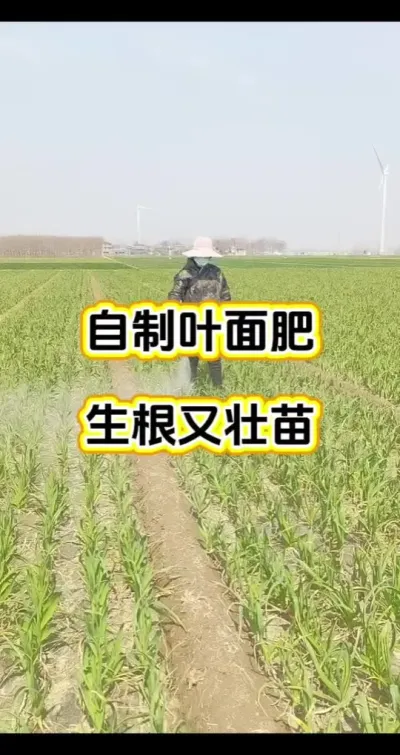 ����Ҷ�����������׳��#����ݪֲ#����ݪֲ����#����߲�#����ݪֲ����#��ũ