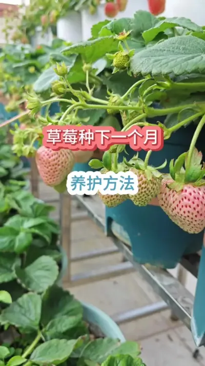 ��ݮ��ݪֲ���������ݪֲ�ݮ��ô����ʩ������ݮ��ݪֲҪ��#��ݮݪֲ #���Բ�ݮݪֲҪ�� #��ݮ�� #��ݮ����Ҫ�� #��ݮʩ��