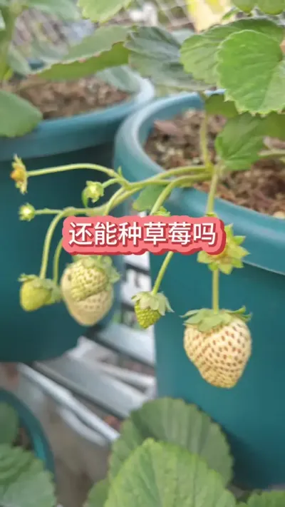 ���ڻ����ֲ�ݮ�����ʺϲ�ݮ�������¶��Ǽ�������ݮ������Ҫ�� #��ݮ�� #�ֲ�ݮ #��ͥݪֲ #���Բ�ݮ #��ݮݪֲ