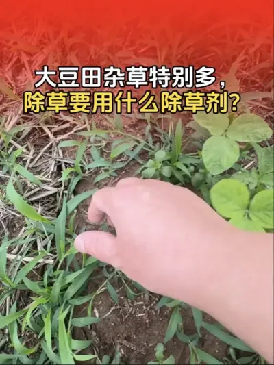 �������Ӳ��������������ʲô���ݼ���#��ݪֲ #�󶹳��ݼ� #������ũ��ũ #�󶹳��� #����ũҵ֪ʶ��ũ����������