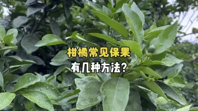 柑橘常见的保果方式都有哪些？ #柑橘 #三农 #农业种植 #保花保果 