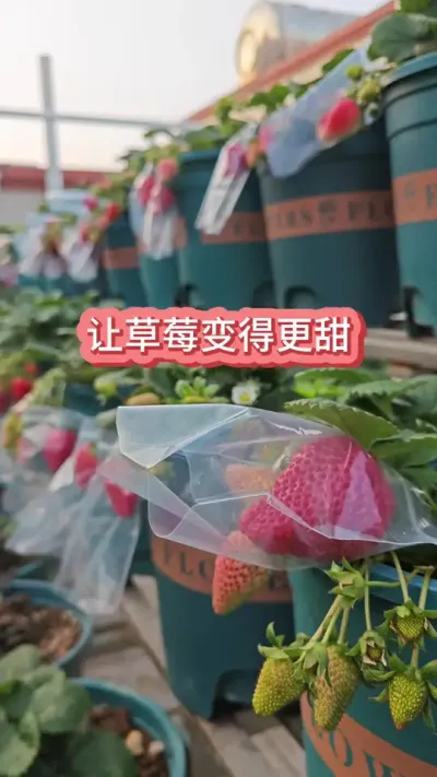 ��ô�ò�ݮ��ø�������ݮ��ݪֲҪ������ݮ����������#��ݮݪֲ #��ݮ�� #�ֲ�ݮ #���Բ�ݮ #��ݮʩ��