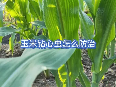 ����������һ��Ҫ�������ĳ�ķ���������ҩ�ص�ʱ����Ҫע��ʲô #��ũ #��ũݪֲ #���溦���� #��ũ������ #����ݪֲ 