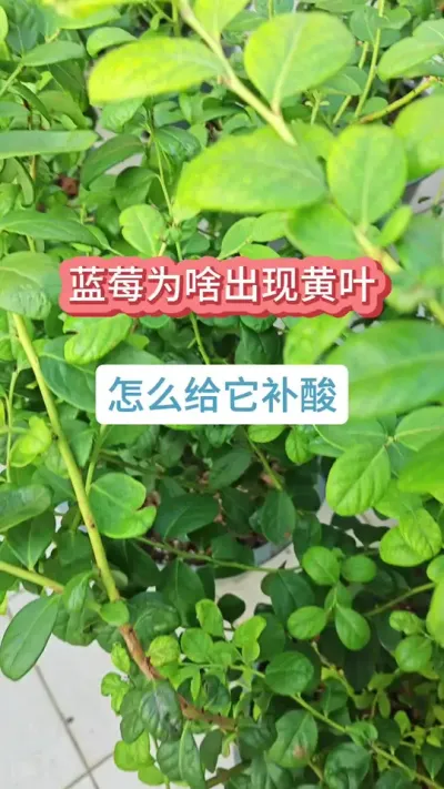 ��ݮ��ݪֲ��������ݮ������Ҫ������ݮ�����Ҷ����ô������ݮ��ʲô������ #��ݮݪֲ #��ݮ�� #������ݮ #��ݮ���� #����ݮ