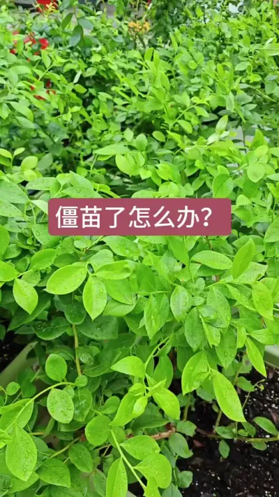 ��ݮ���������������������ô������������ݮ��ô��������ݮ��ôʩ��#��ݮݪֲ #��ݮ�� #��ݮݪֲ���� #��ݮʩ�� #��ݮ����