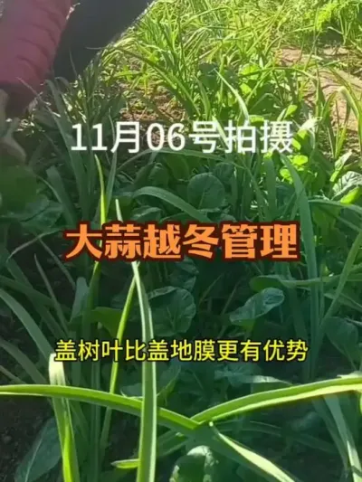 �޵�Ĥ���ֵĴ�������Խ��������2024������