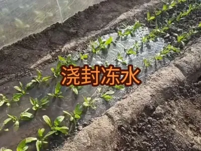 2025�꽽�ⶳˮ��ʱ��Ҫ�켰ע������