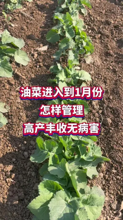 �Ͳ˽��뵽1�·����������߲������޲���#�Ͳ�ݪֲ #�Ͳ�ݪֲ���� #�Ͳ˸߲�