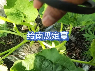 给南瓜定蔓时怎么修剪？挑选结瓜的藤蔓别选错了，门瓜能不能留？ #三农 #蔬菜种植 #种南瓜的季节 #种植小技巧 #家庭种植 