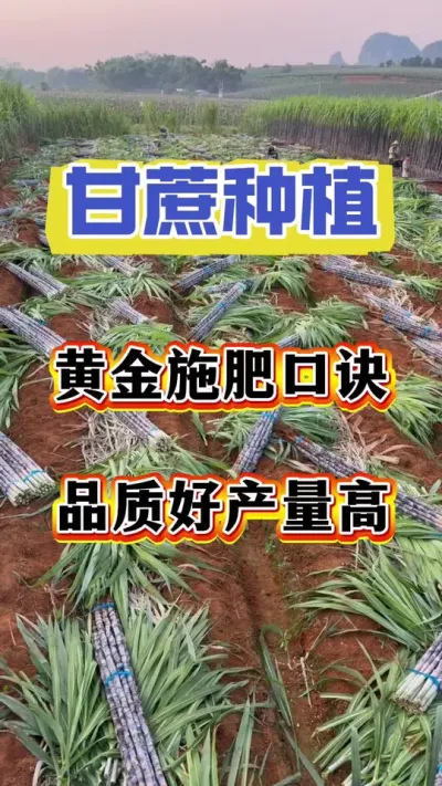 ����ƽ�ʩ�ʿھ���ѧ�����Բ�������#����ݪֲ#����ʩ��#����