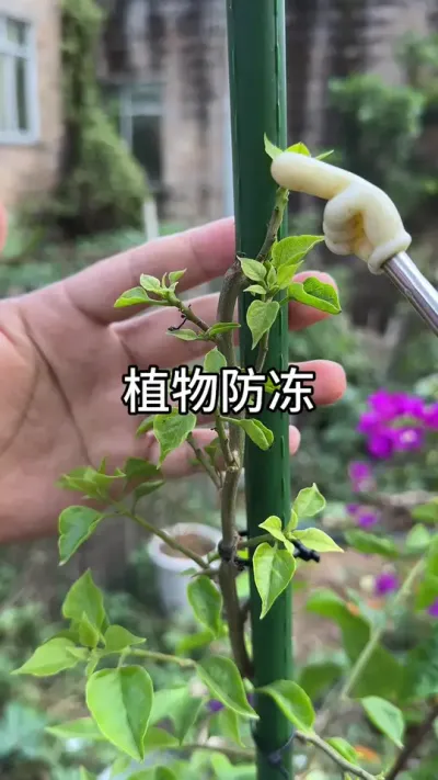 ����������ֲ�����#������ֲ