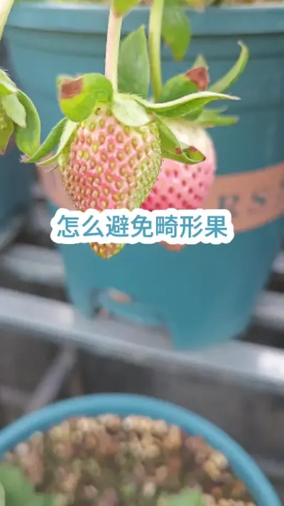 ��ô��ֹ��ݮ���ι�����ݮ����Ҫע����Щϸ�� #��ݮݪֲ #���Բ�ݮ #��ݮ�� #�ֲ�ݮ #��ݮ����Ҫ��