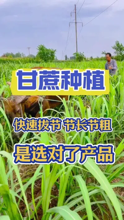甘蔗想要拔节快，节糖节粗一定不要错过立夏前后补充营养的大好机会#甘蔗 #甘蔗种植 #甘蔗施肥方法