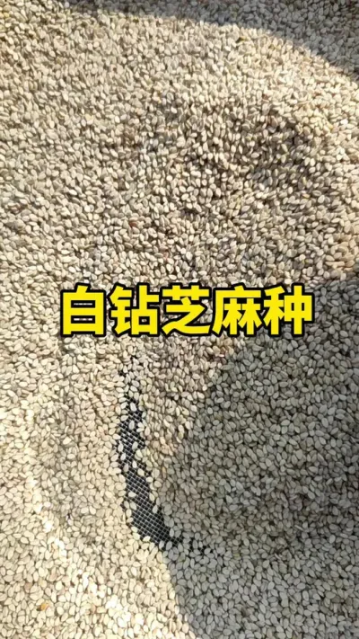 ����֥����#֥��ݪֲ #֥��ݪֲ����