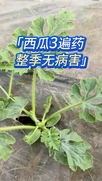西瓜种植3遍药，整季茁壮无病害 #西瓜种植 #西瓜种植技术 #种西瓜 #西瓜种植高产 #西瓜