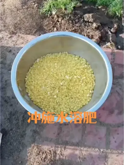 如何冲施水溶肥#洋葱膨大期