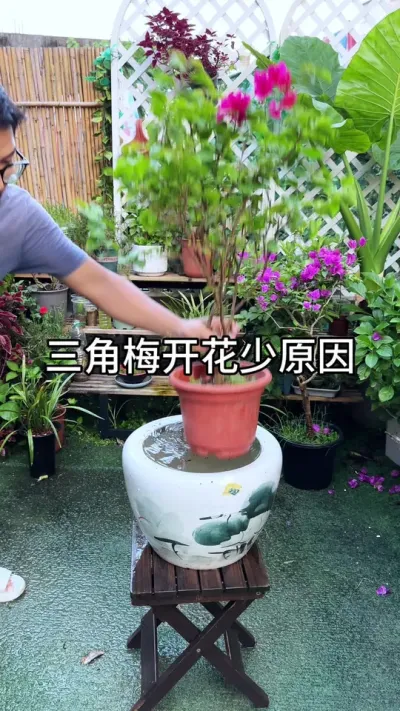 ����÷�Ż���Ե��ԭ��#������ֲ #ݪֲС���� #����